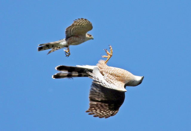 Photos Cooper S Hawk Accipiter Cooperii Birds Of The World