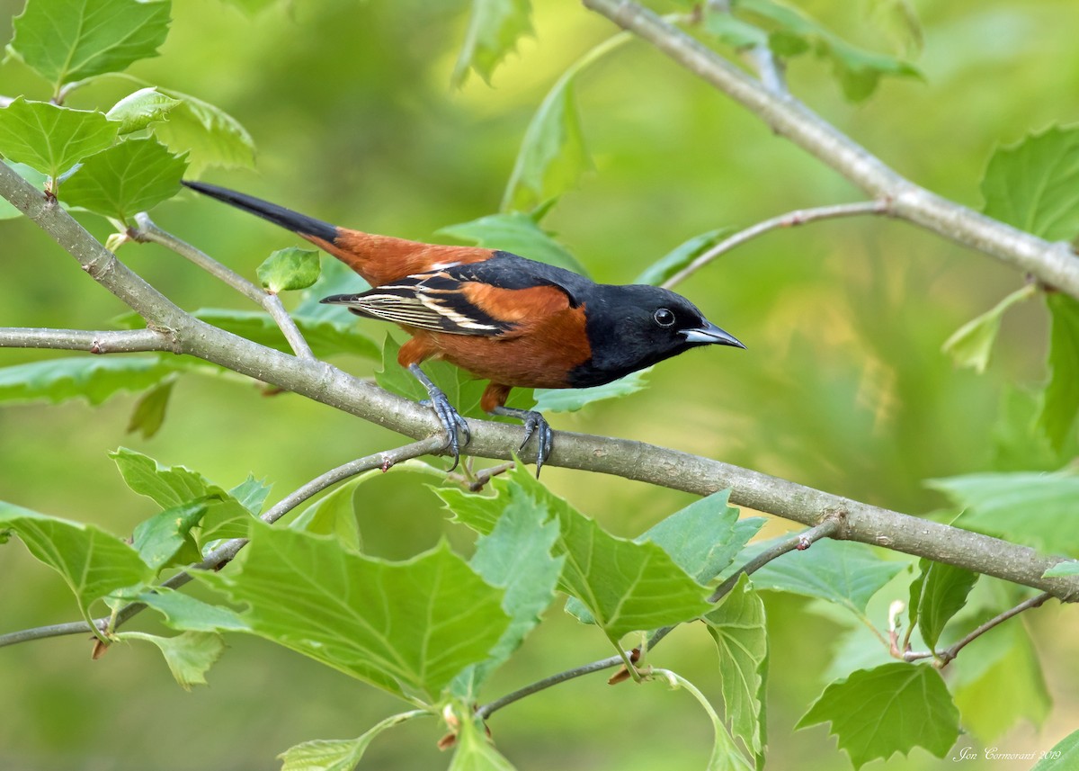 Orchard Oriole - ML164915201