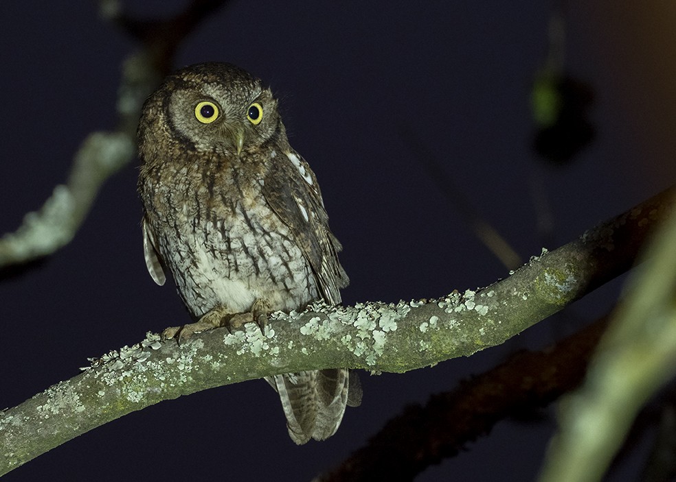 Koepcke's Screech-Owl - ML164916501