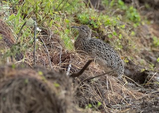 Curve-billed Tinamou, ML164917301