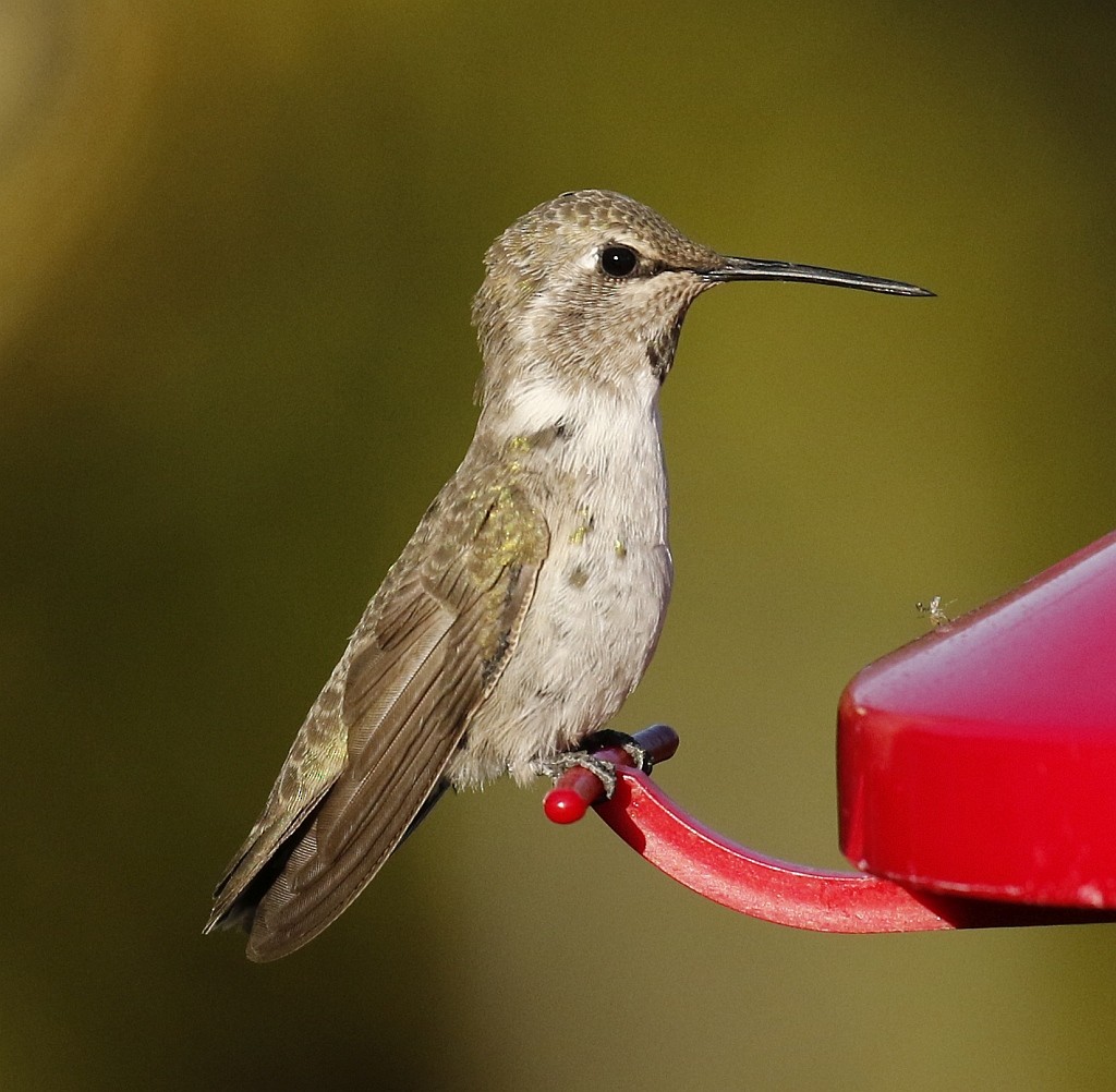 Costa's Hummingbird - ML164918981