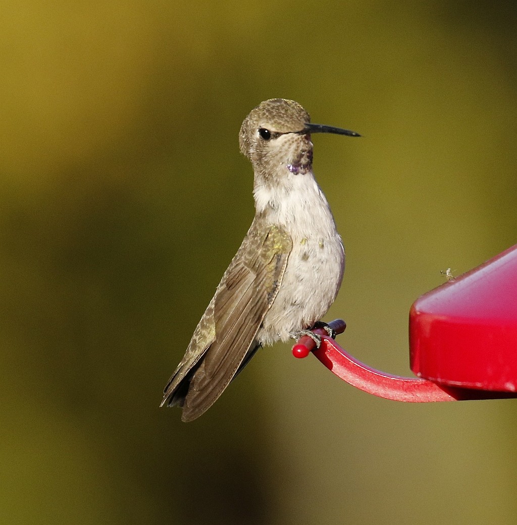 Costa's Hummingbird - ML164919111