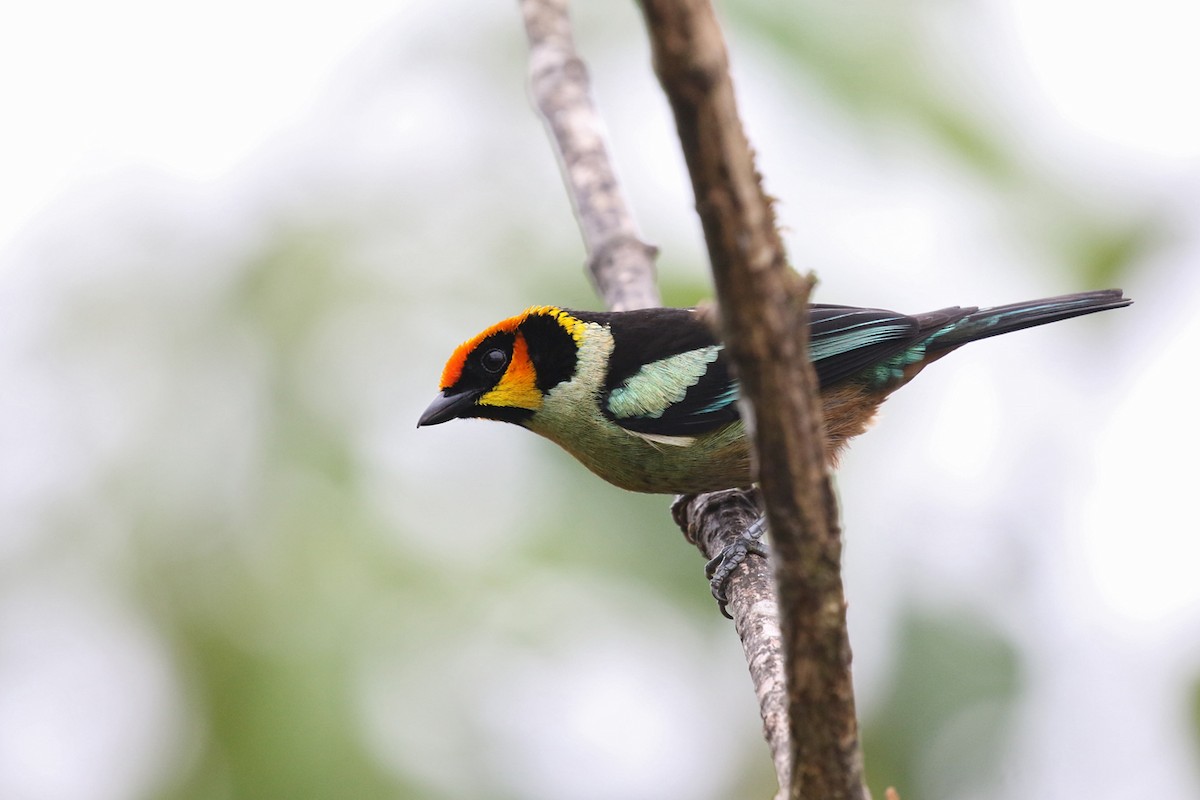 Flame-faced Tanager (Yellow-faced) - Charley Hesse TROPICAL BIRDING