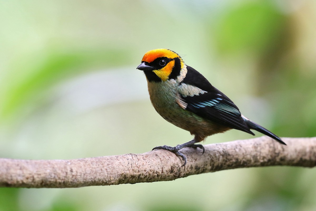 Flame-faced Tanager (Yellow-faced) - ML164920921