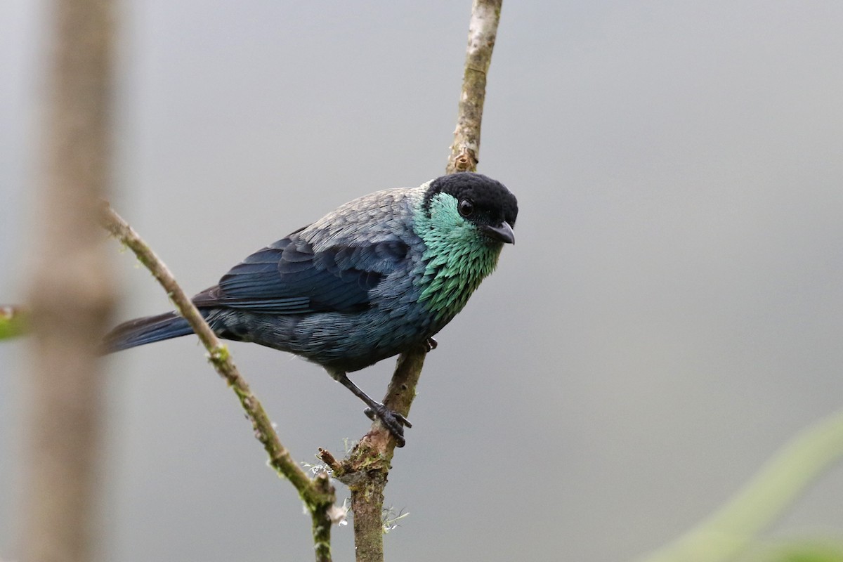Black-capped Tanager - ML164921171