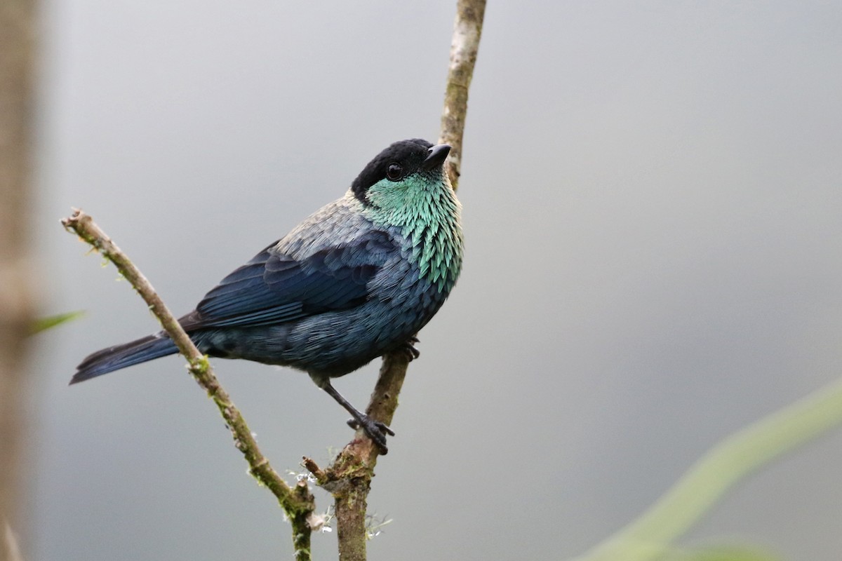 Black-capped Tanager - Charley Hesse TROPICAL BIRDING