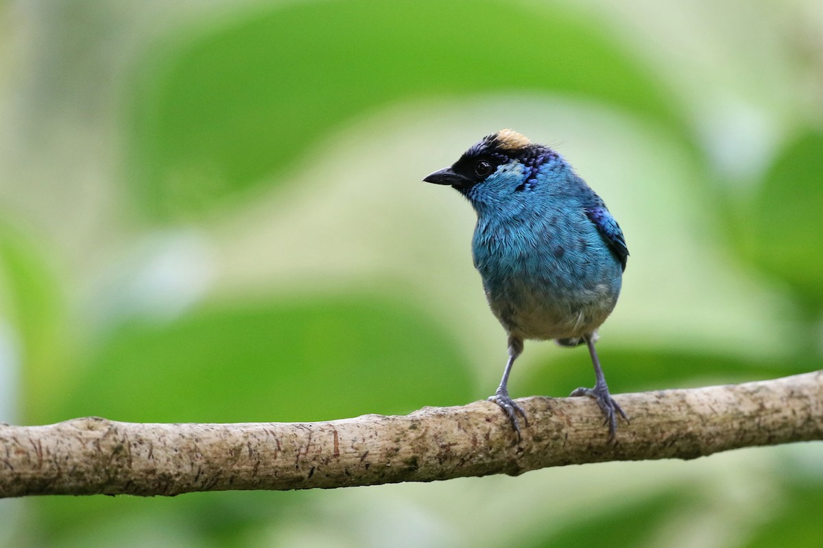 Golden-naped Tanager - Charley Hesse TROPICAL BIRDING