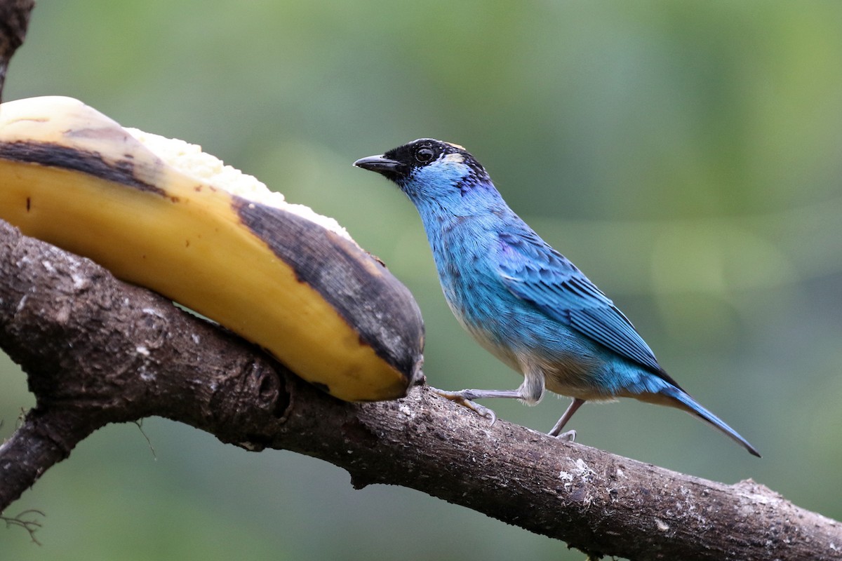 Golden-naped Tanager - ML164921301