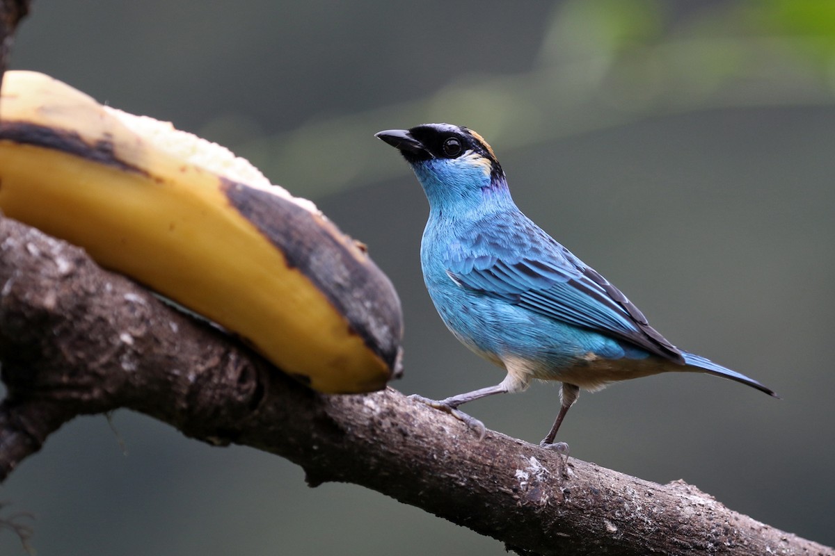 Golden-naped Tanager - ML164921311