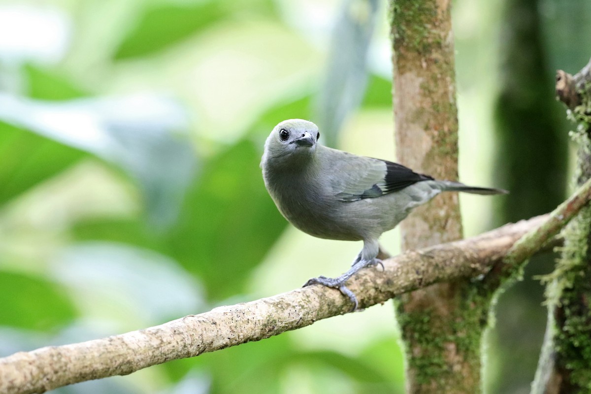 Palm Tanager - ML164921361