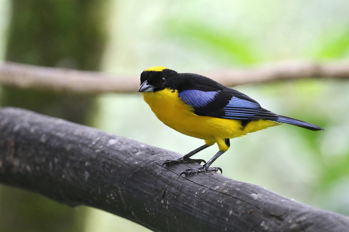 Blue-winged Mountain Tanager - Charley Hesse TROPICAL BIRDING
