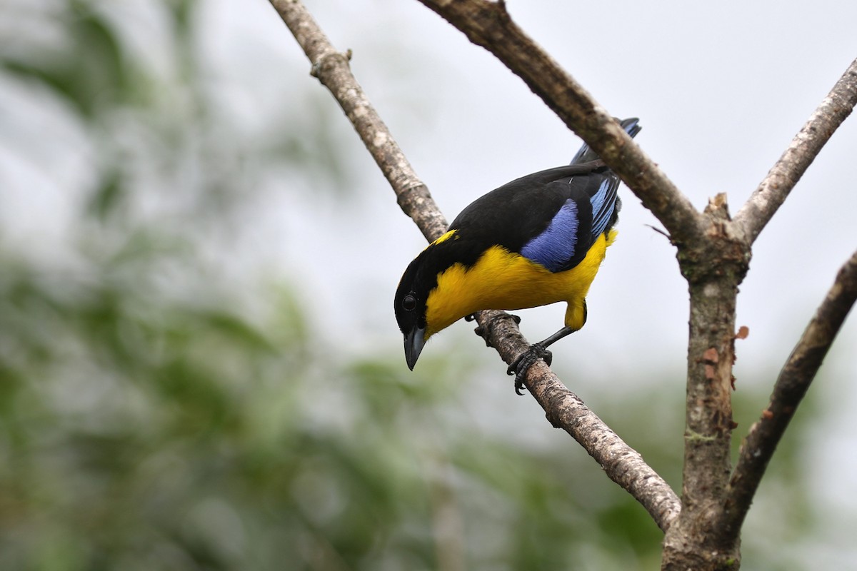 Blue-winged Mountain Tanager - Charley Hesse TROPICAL BIRDING