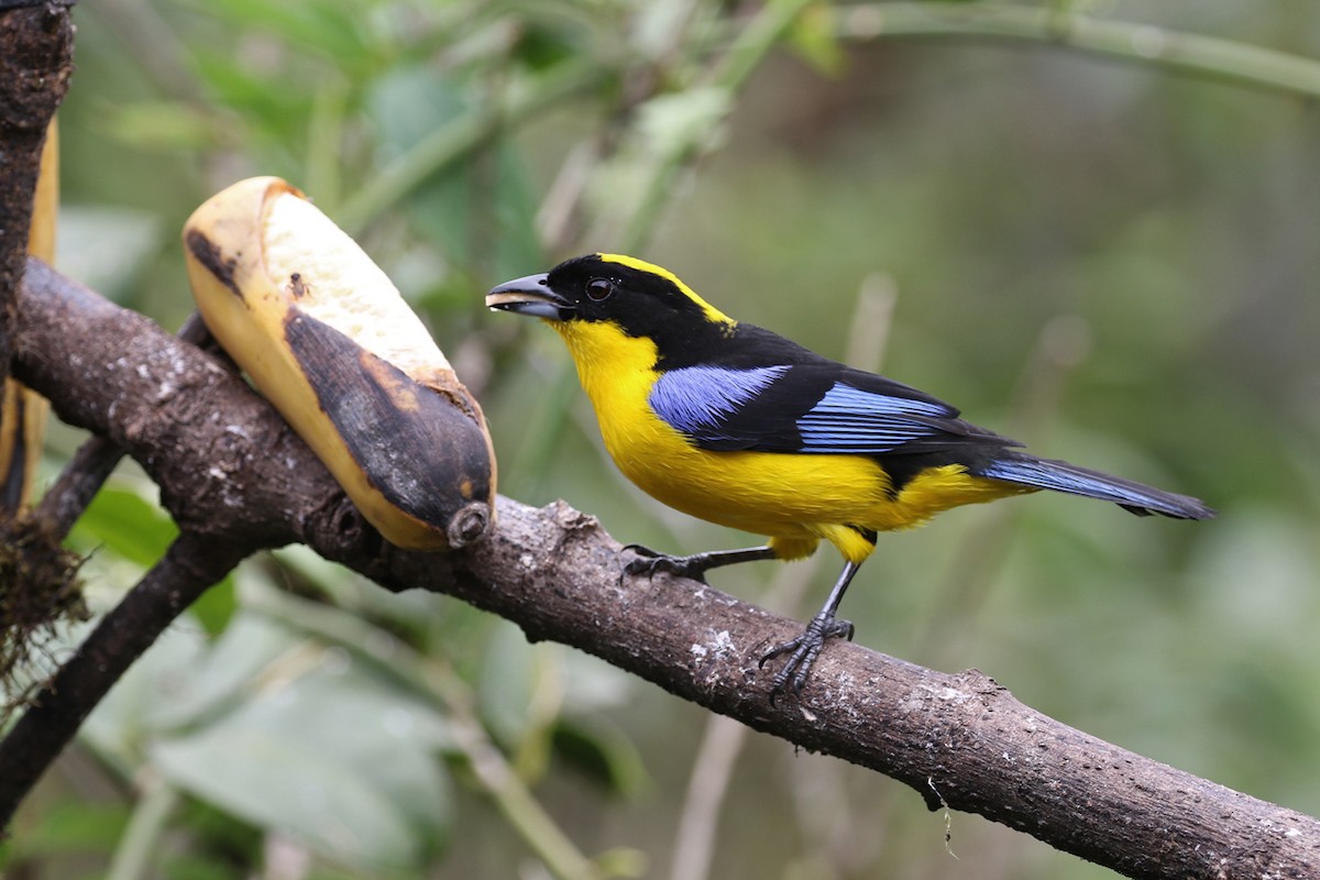 Blue-winged Mountain Tanager - ML164921511