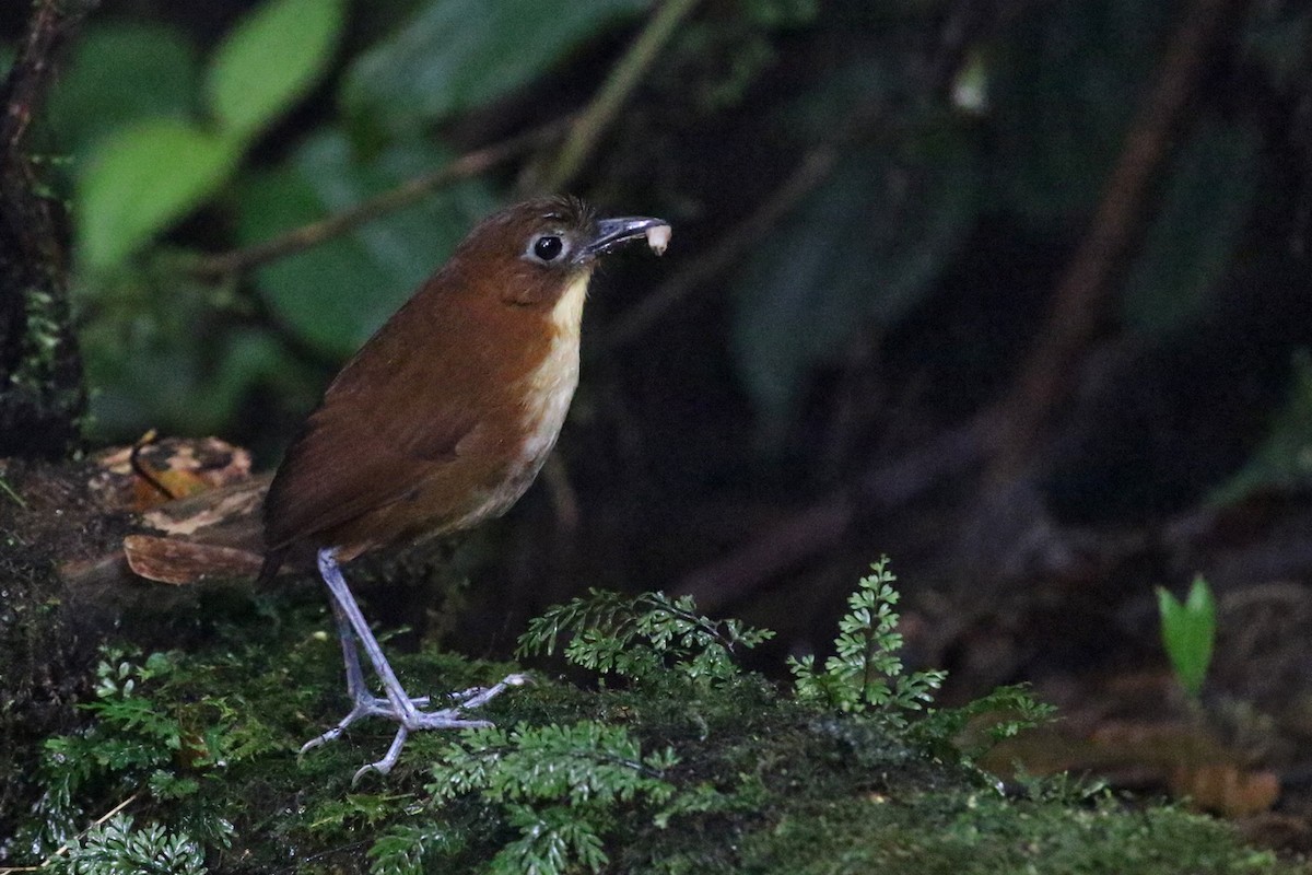 Yellow-breasted Antpitta - Charley Hesse TROPICAL BIRDING