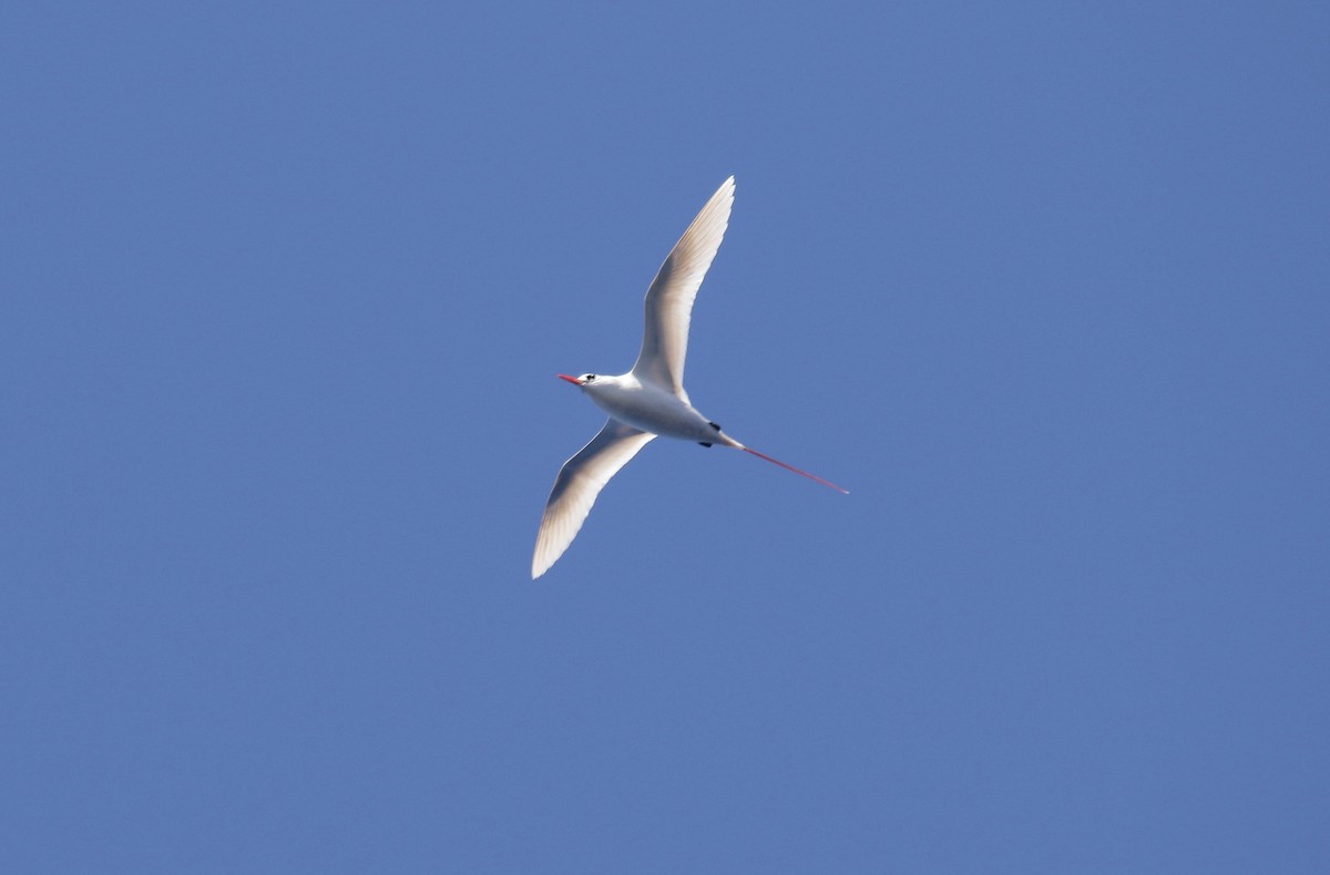Red-tailed Tropicbird - Robert Wallace