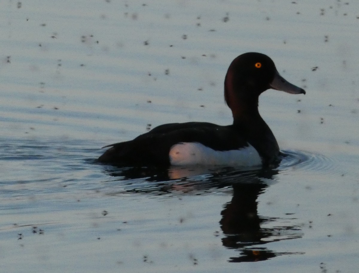 Tufted Duck - ML164927381