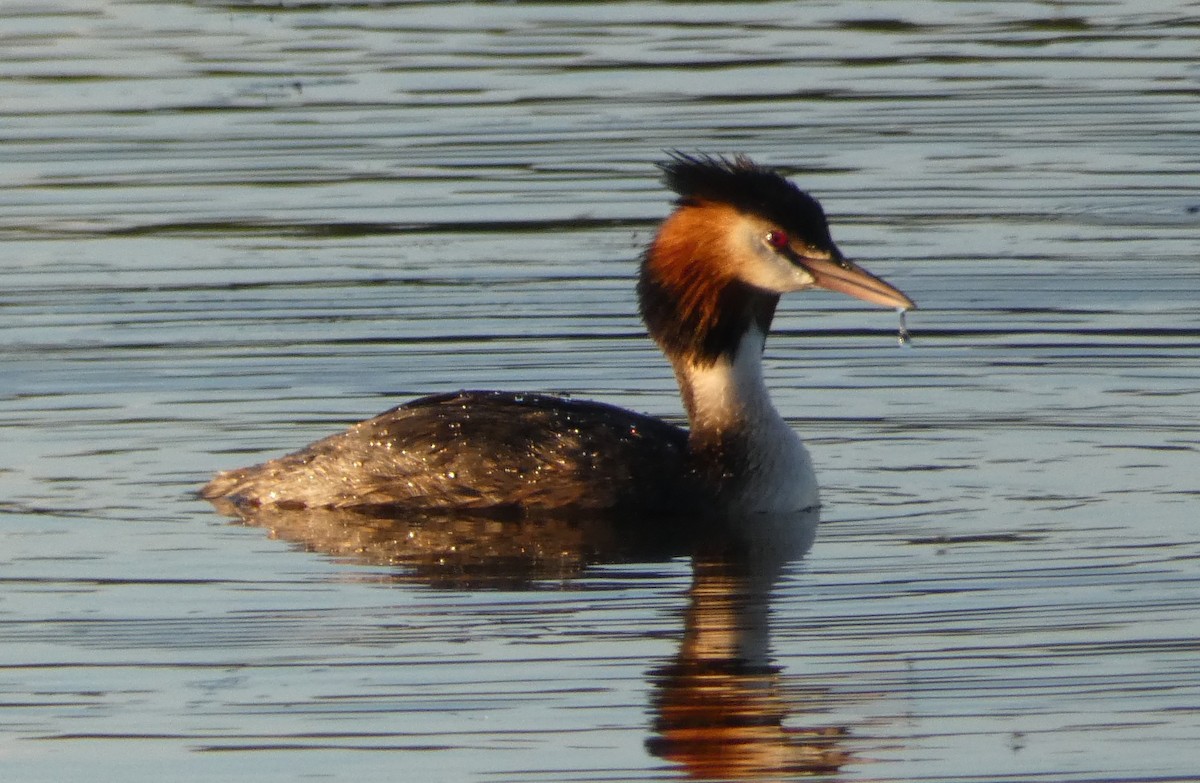 Great Crested Grebe - Alan Younger