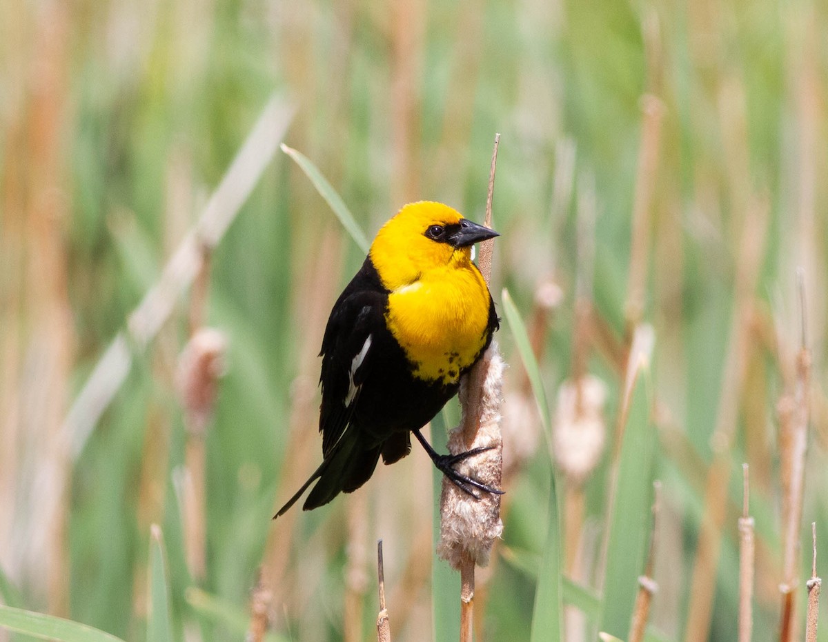 Yellow-headed Blackbird - Gaelen Schnare