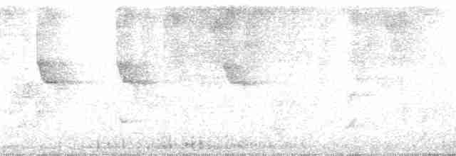 Büyük Antil Tiranı [caudifasciatus grubu] - ML164933