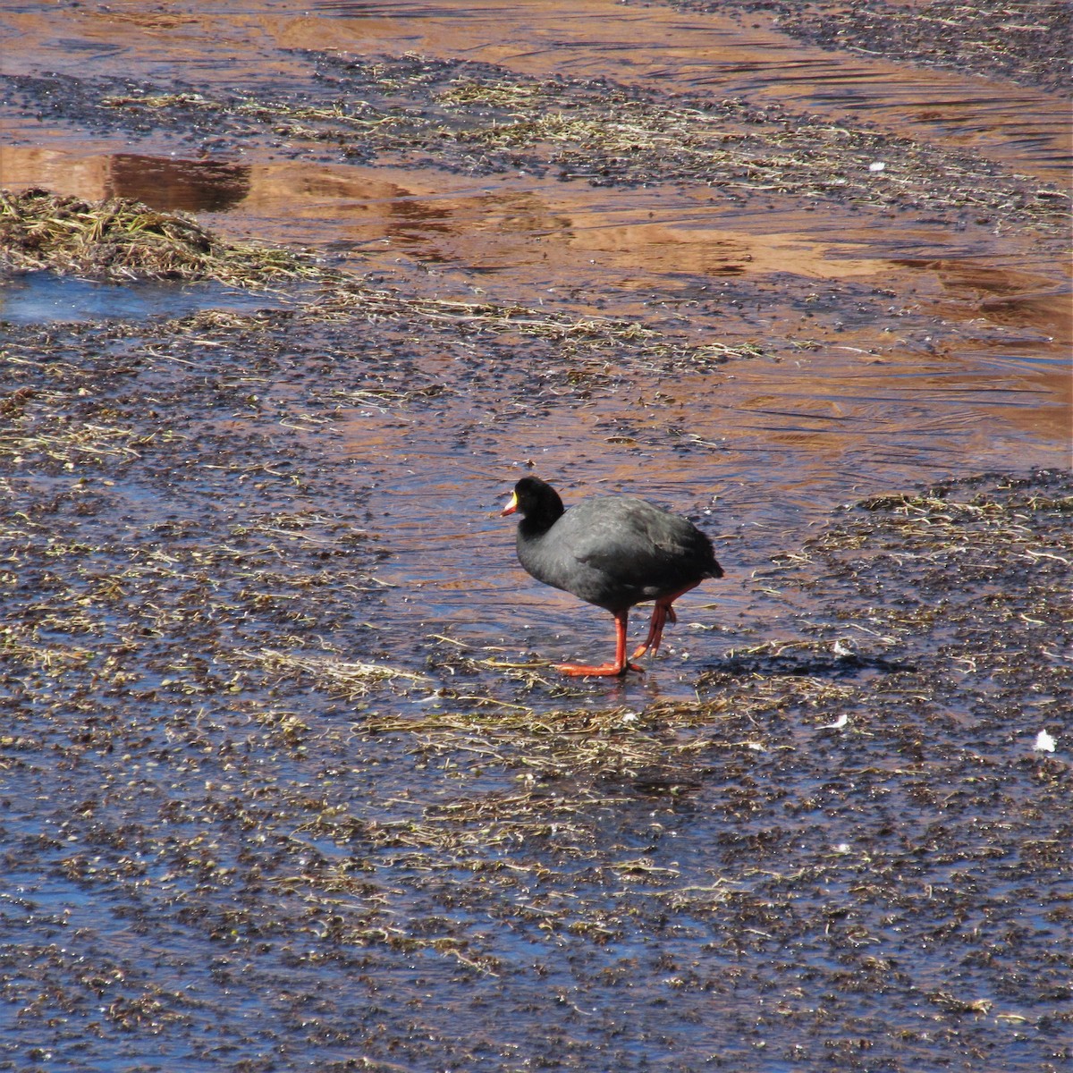 Giant Coot - ML164933661