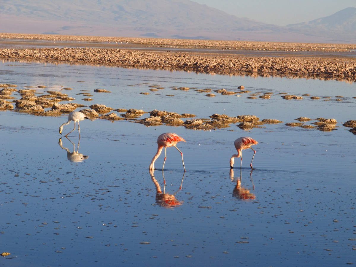 Chilean Flamingo - Ariana Cerreta