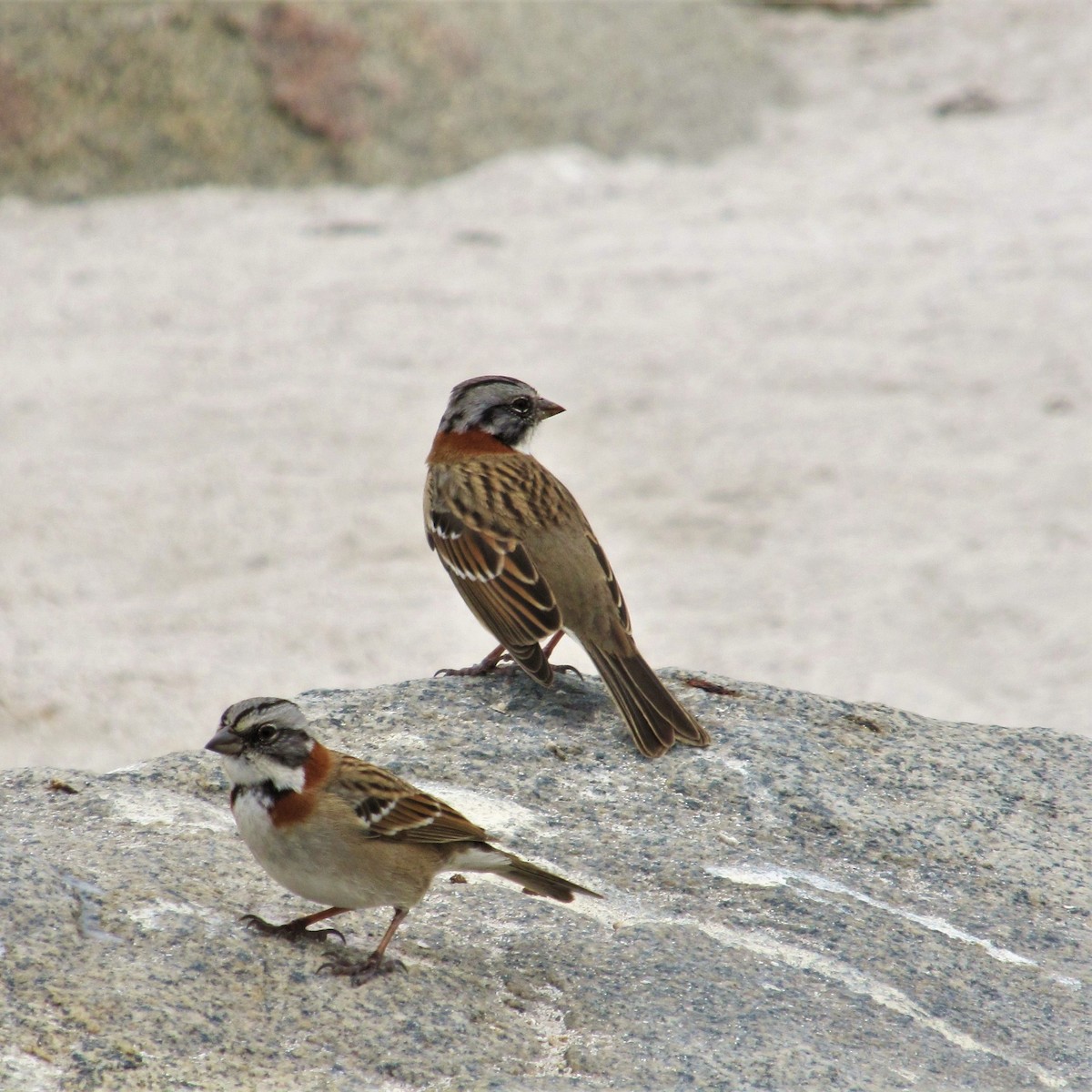 Rufous-collared Sparrow - Ariana Cerreta