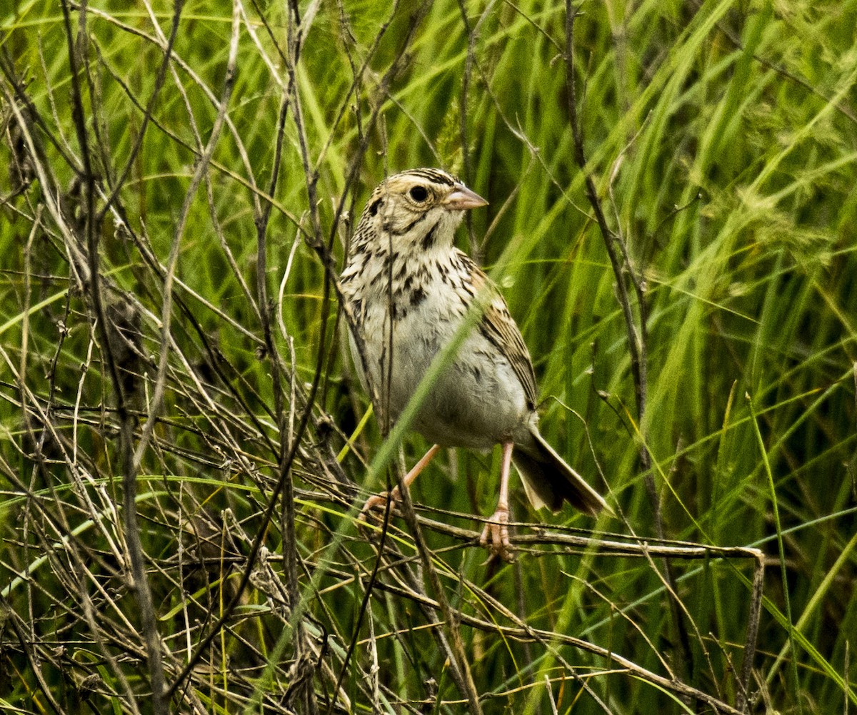 Baird's Sparrow - ML164936831