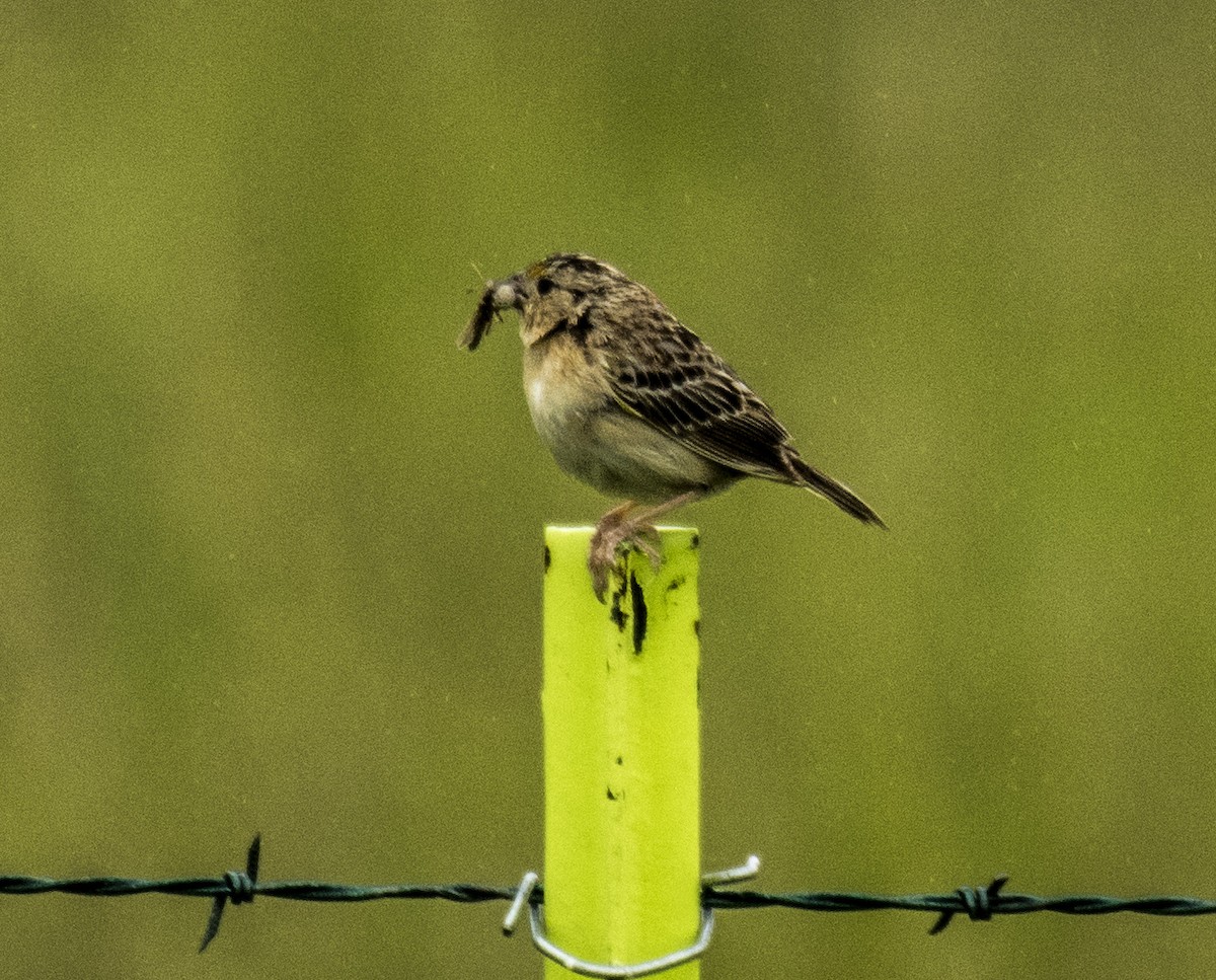 Grasshopper Sparrow - ML164936841
