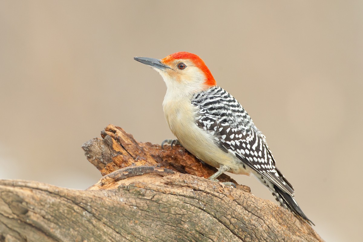Red-bellied Woodpecker - ML164939381