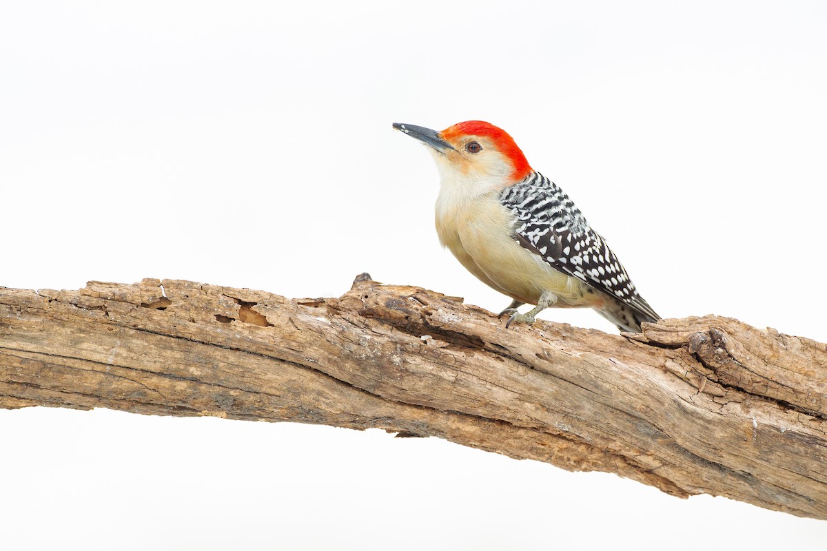 Red-bellied Woodpecker - Dorian Anderson