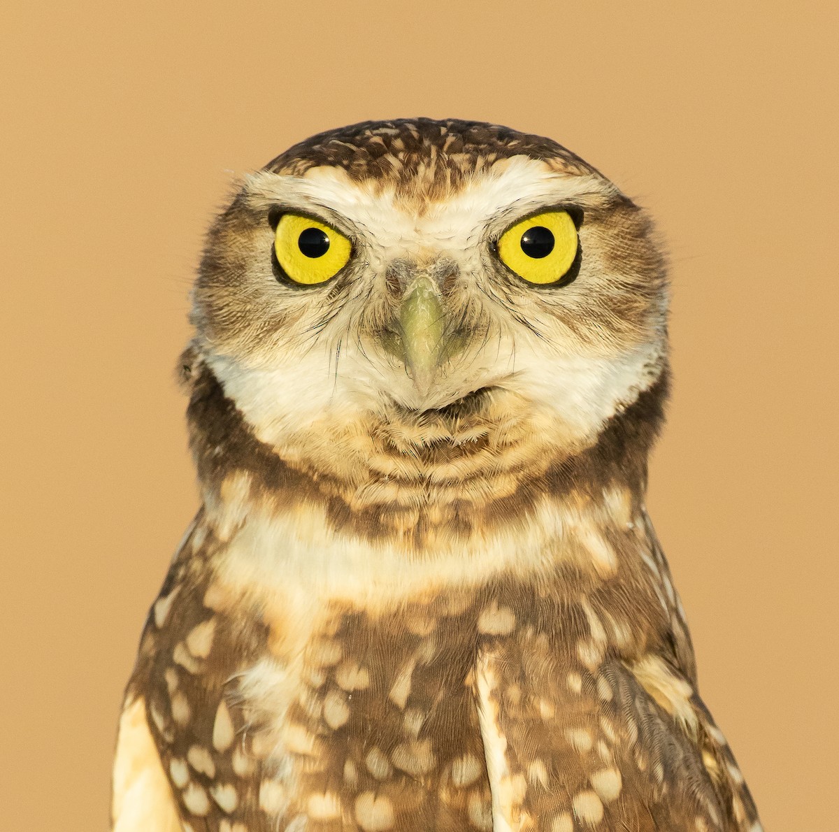Burrowing Owl - Dorian Anderson