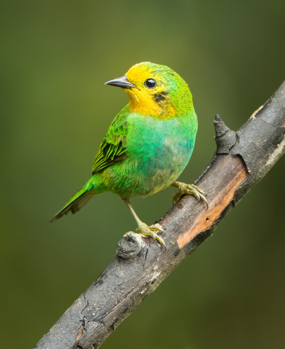 Multicolored Tanager - ML164943211