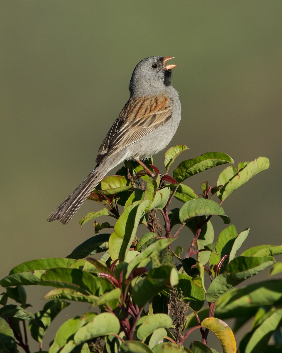 Black-chinned Sparrow - Dorian Anderson