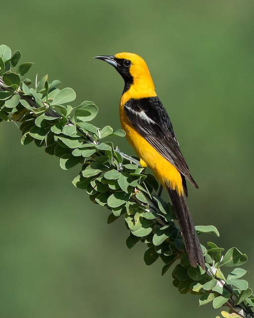 Hooded Oriole ⋆ Tucson Audubon