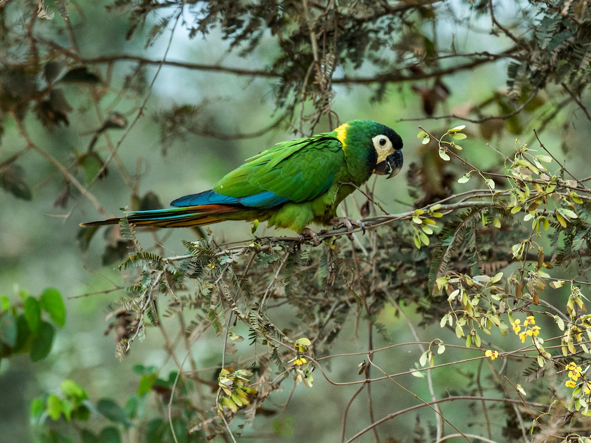 Yellow-collared Macaw - Nick Athanas