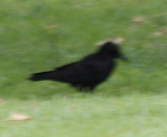 Common Raven - ML164949311