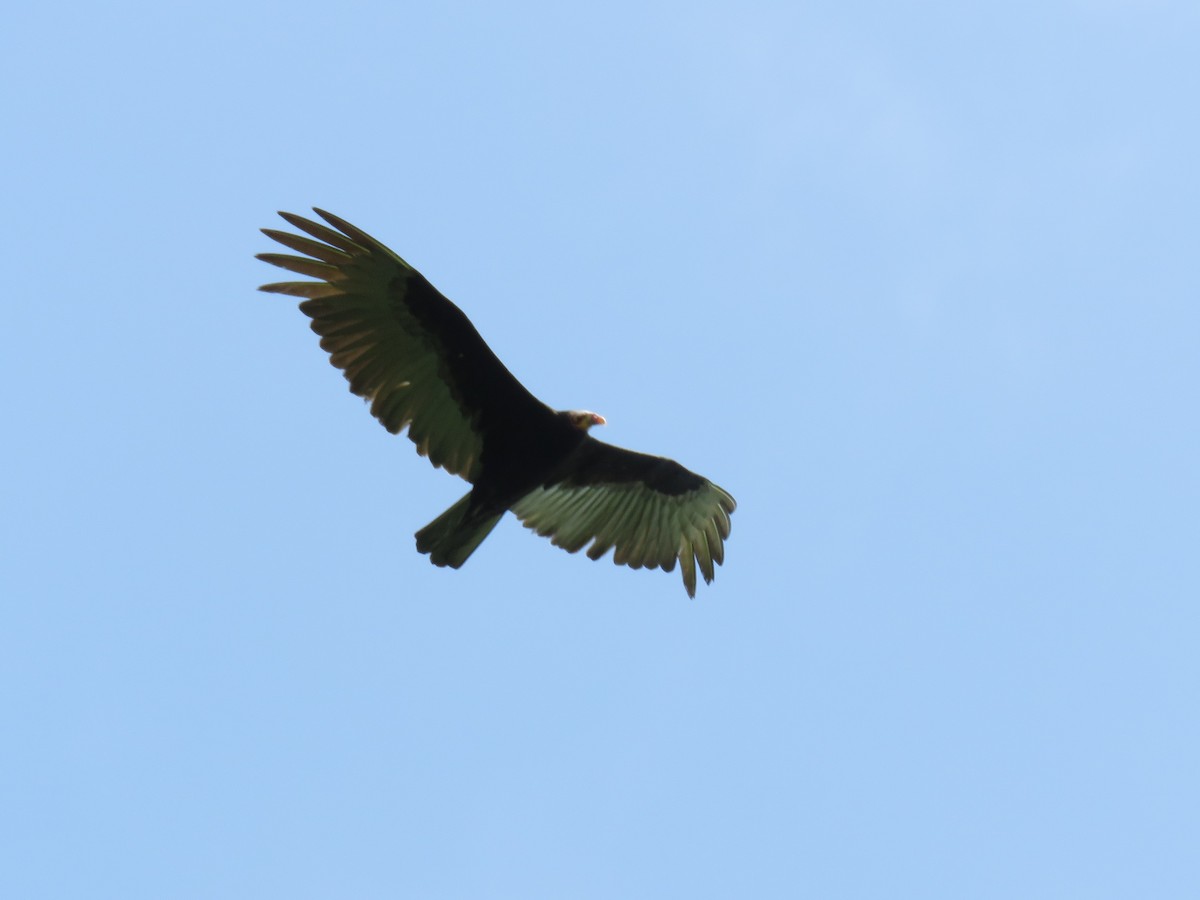 Lesser Yellow-headed Vulture - ML164950851