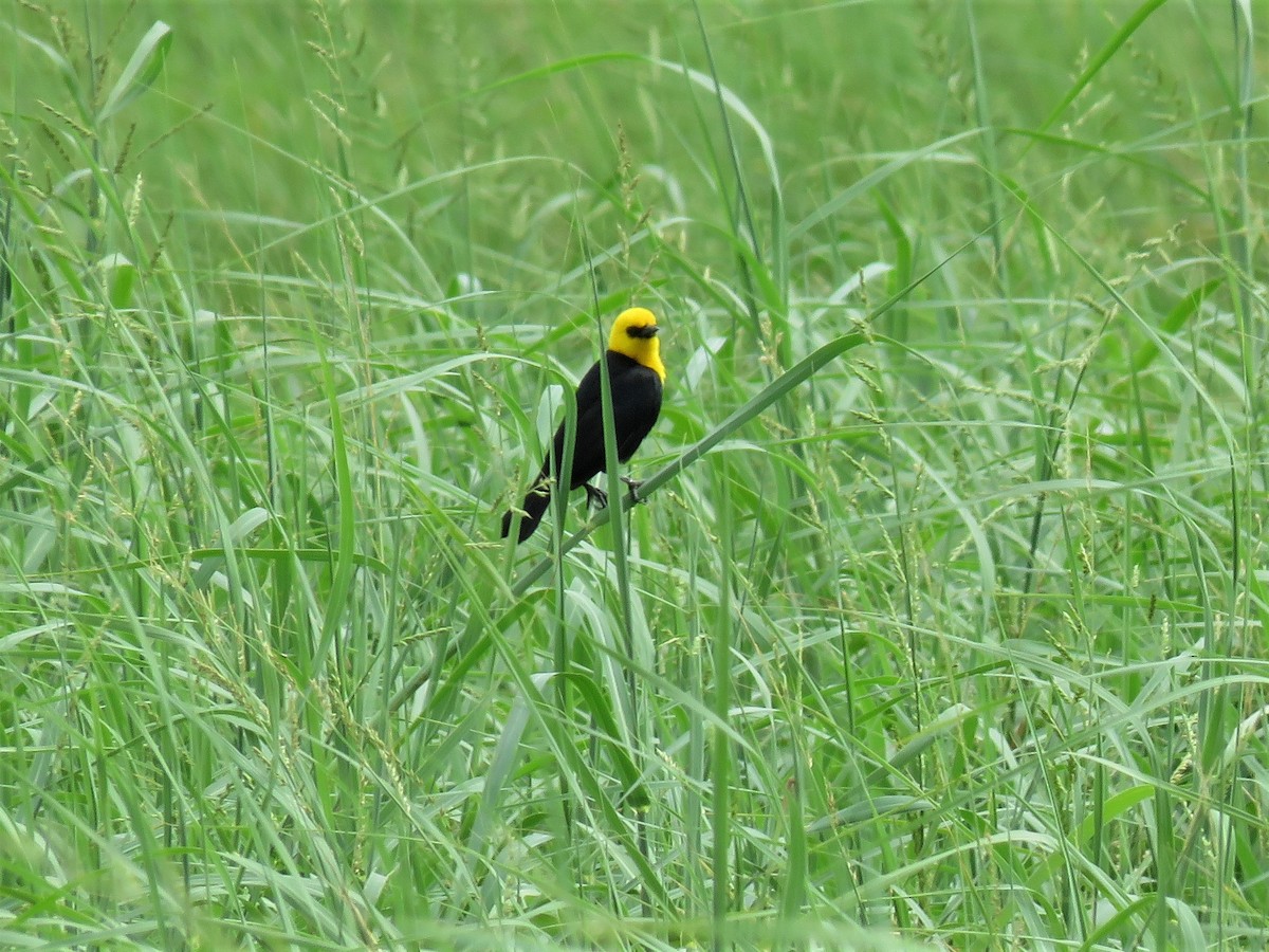 Yellow-hooded Blackbird - ML164951391
