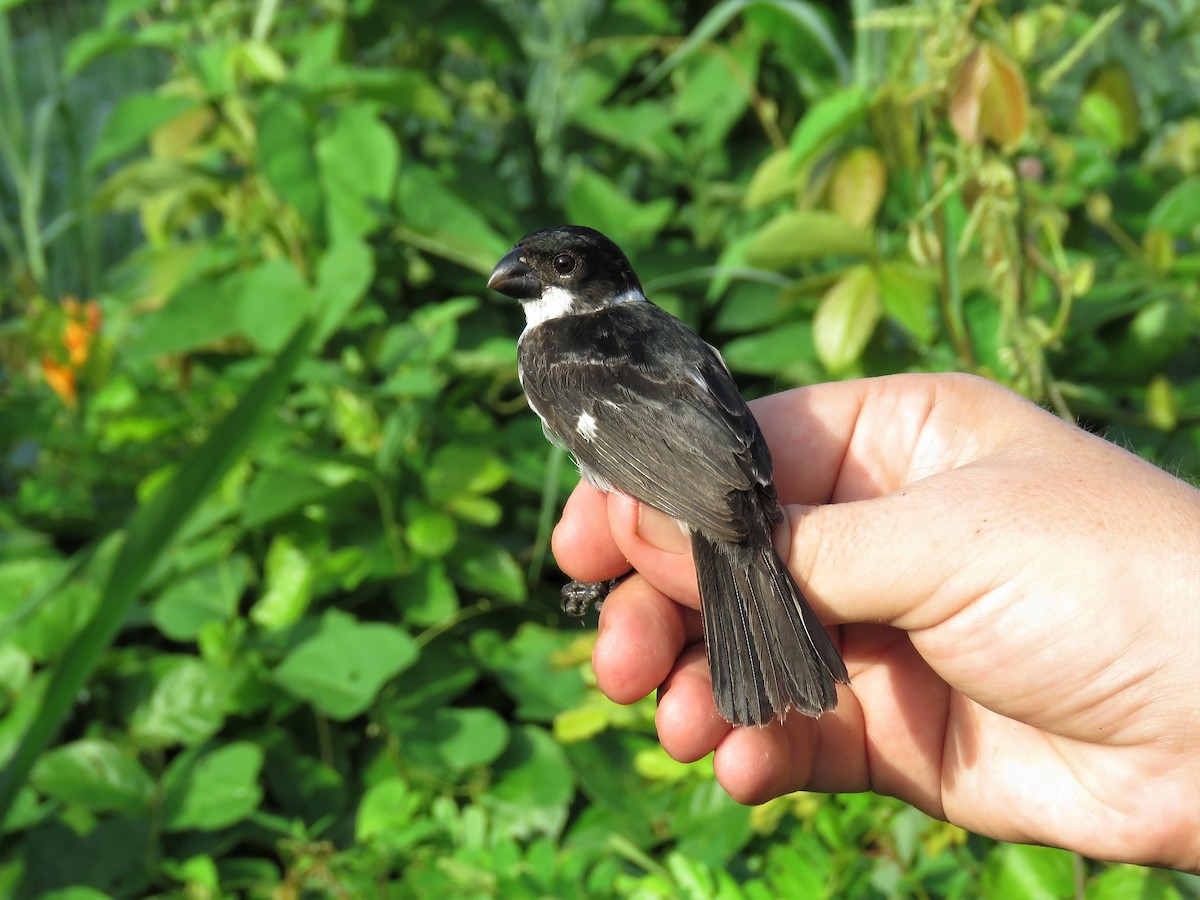 Wing-barred Seedeater - ML164951641