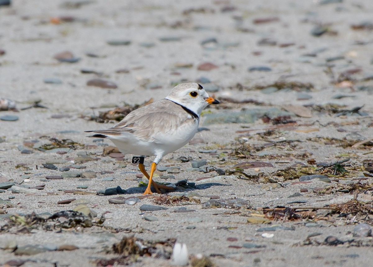 Piping Plover - Frank King