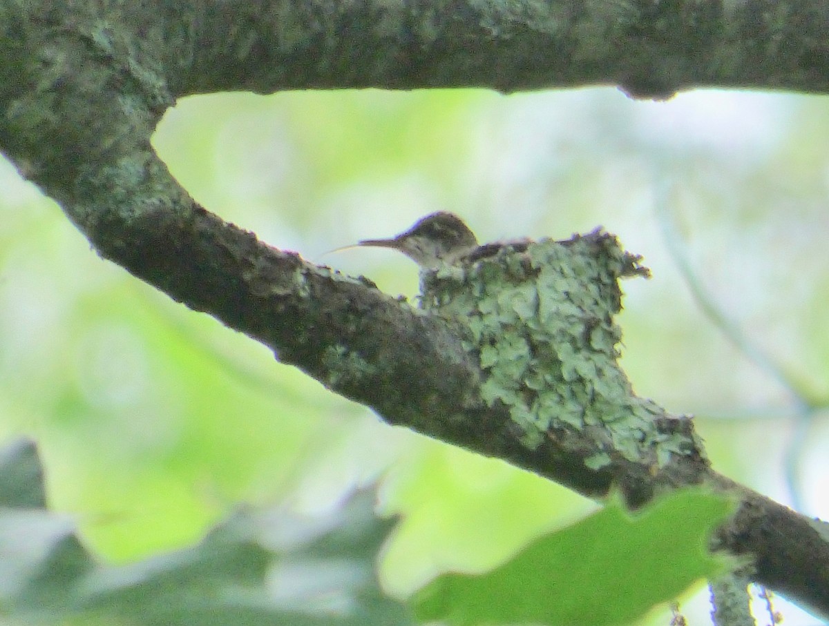 Ruby-throated Hummingbird - ML164954321