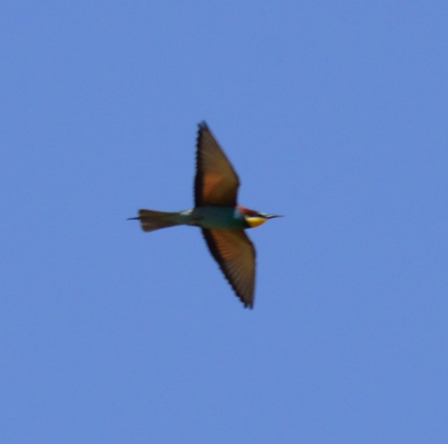 European Bee-eater - ML164962301