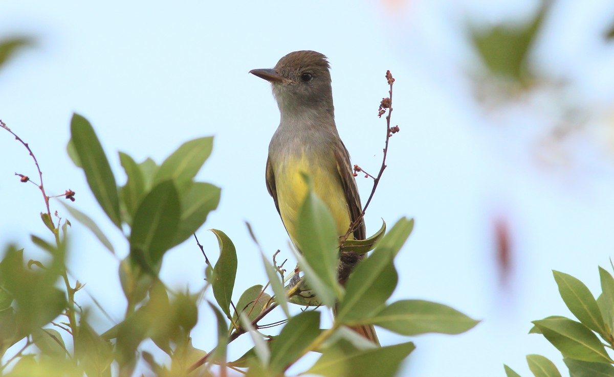 Great Crested Flycatcher - Gary Leavens