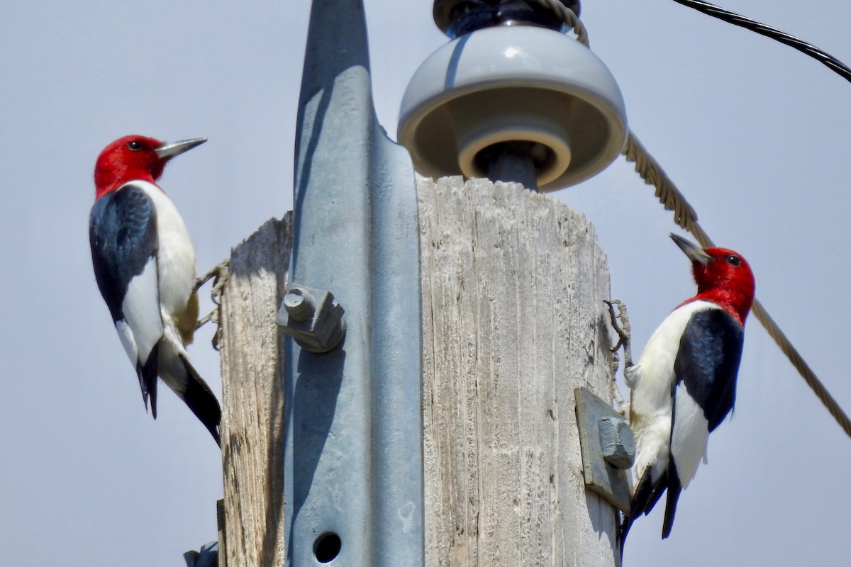 Red-headed Woodpecker - ML164963471