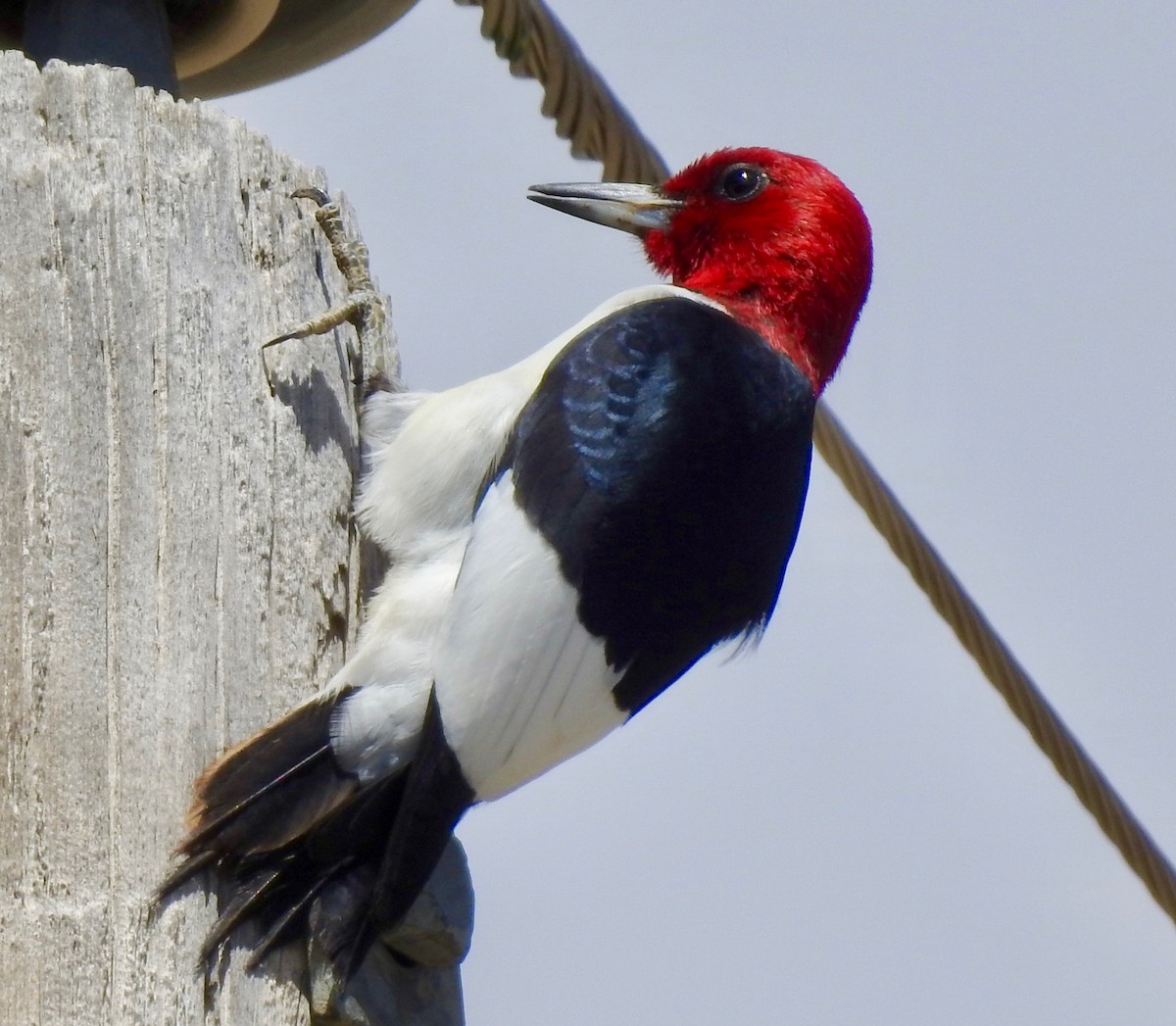 Red-headed Woodpecker - ML164963491