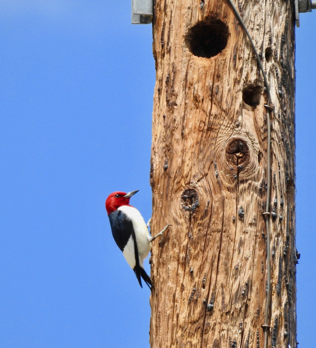 Red-headed Woodpecker - Van Remsen