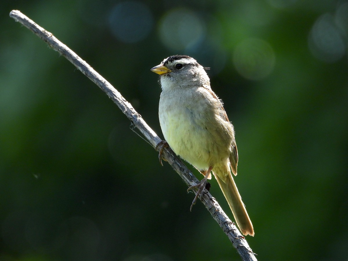 White-crowned Sparrow - Farshad Pourmalek