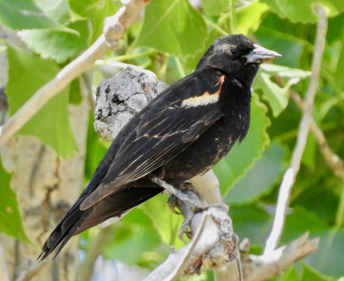 Red-winged Blackbird - Van Remsen