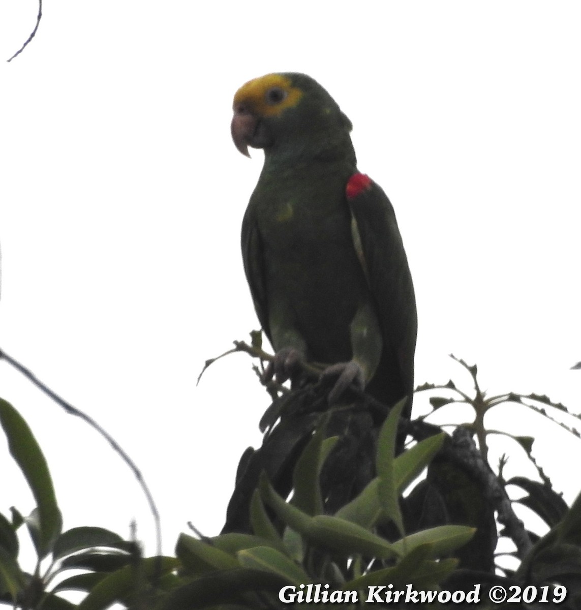 Yellow-headed Parrot - Gillian Kirkwood