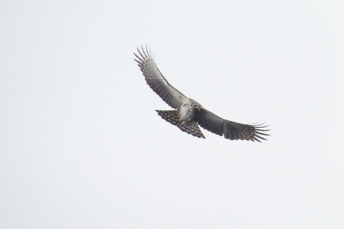 Black-and-chestnut Eagle - ML164966561